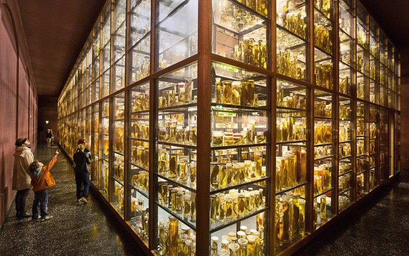Pickled Animals @ the Wet Room in the Berlin Natural History Museum