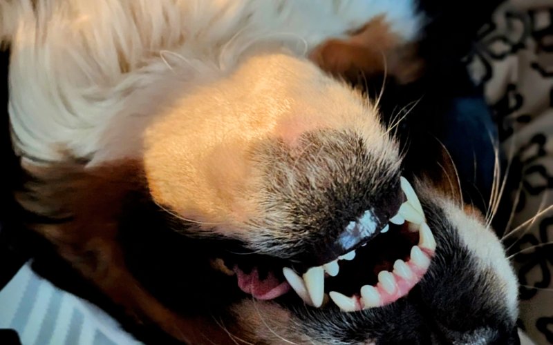 the jaws of layla